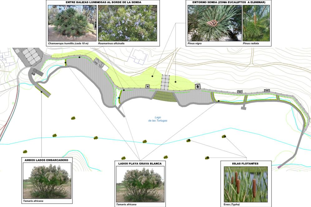 Restauración ambiental del Lago de las Tortugas